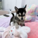 강아지분양 마이댕냥 일산점 이미지