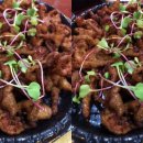 홍고추불닭발 이미지