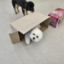 하울팟 케어클럽(분당서현점) 이미지