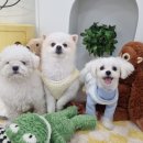 마이하우스퍼피 애견호텔유치원 네이버블로그
