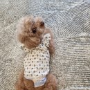 뛰뛰하개 이미지