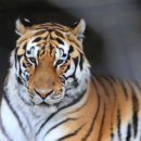 수목원화덕피자 이미지