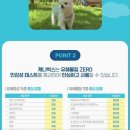 캐니비 | 캐니벅스 스프레이로 반려견 케어