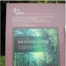 울산 태화강 대숲길,울산 대공원 장미 축제장 그리고 대왕암 나들이길~`` 이미지