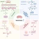 미토콘드리아 기능부전 --＞ 암세포 '글루타민' Addiction .. 암치료의 핵심!! 이미지