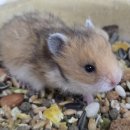 펫엔글라이더본점&로던트클럽 광주 이미지