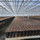 춘양양묘사업소 이미지