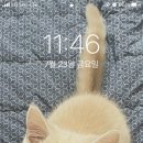 월간디저트