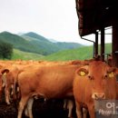 광시한우암소정육식당 이미지