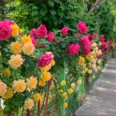 장미정원 이미지