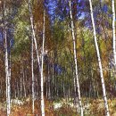 자작나무 이미지