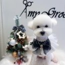 에이미 그루밍 이미지