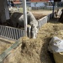 다물목장 이미지