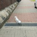청려원