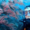 바다속으로 | 🤿 제주 공항 5분 거리 스쿠버 다이빙 체험 10만원대 — 초보도 OK! 제주 바다 속으로