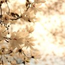 일랑일랑 이미지