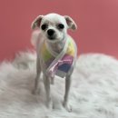 또왕또왕 Dog Salon 이미지