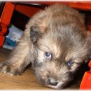 카리스마 이미지