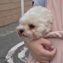 하비나 코지 이미지