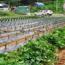 유계리 농장 이미지