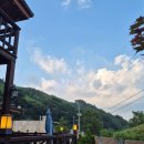 대관령로뎀나무 이미지