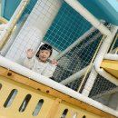 11월 14일(금)민화박물관&amp;놀이 이미지