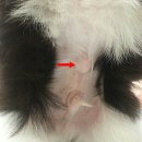 on동물병원 이미지