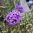 콩나물노래연습장 이미지