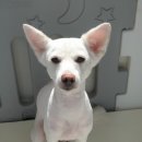 뽀송이네 펫살롱 이미지