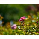 호수공원6로 이미지