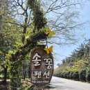 노을빛바다 | 전남 신안 증도 숙소 추천 솔꽁펜션 후기｜산책길 좋은 조용한 증도 펜션