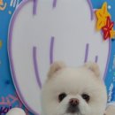 굿데이멍 이미지