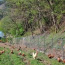 신선한농장 이미지