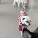 댕겨올개 이미지