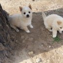 자천초등학교보현분교 이미지