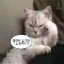 융지 | 용인신점 두번째방문한 다미원이청아 후기