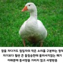 거위