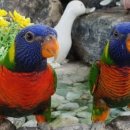 동물치유쉼터 이미지