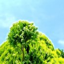 호남고속도로 확장하면 문흥지구 맥문동·메타세콰이어길 사라질까? 이미지