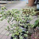 대화농협수리센터 | [일산] 한국화훼농협 본점(대화점) 후기 - 식물 살만한 곳 추천 (feat. 화분 가격, 갑조네, 이벤트)