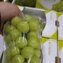 614 | 구월동·만수동·간석동 샤인머스켓 당일배송 🍇 농산물 경매직송 2kg 9,000원 특가!