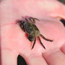 동해곰장어나라 이미지