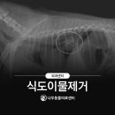 나우 동물병원 이미지