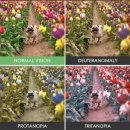 누네 안경 이미지