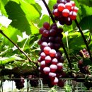 김종기농장 이미지