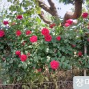 장미와 다래꽃 / 한길타조농장 이미지