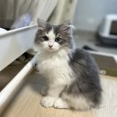 1047 | 고양이 입양, 샤이와 함께한 1047일의 이야기