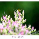 꿩의비름 이미지