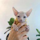 창원고양이분양 퍼스트캣 창원점 이미지