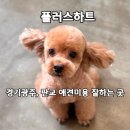 플러스하트 | 경기광주미용 플러스하트 푸들 애견미용 스포팅컷 예쁘게 한 후기